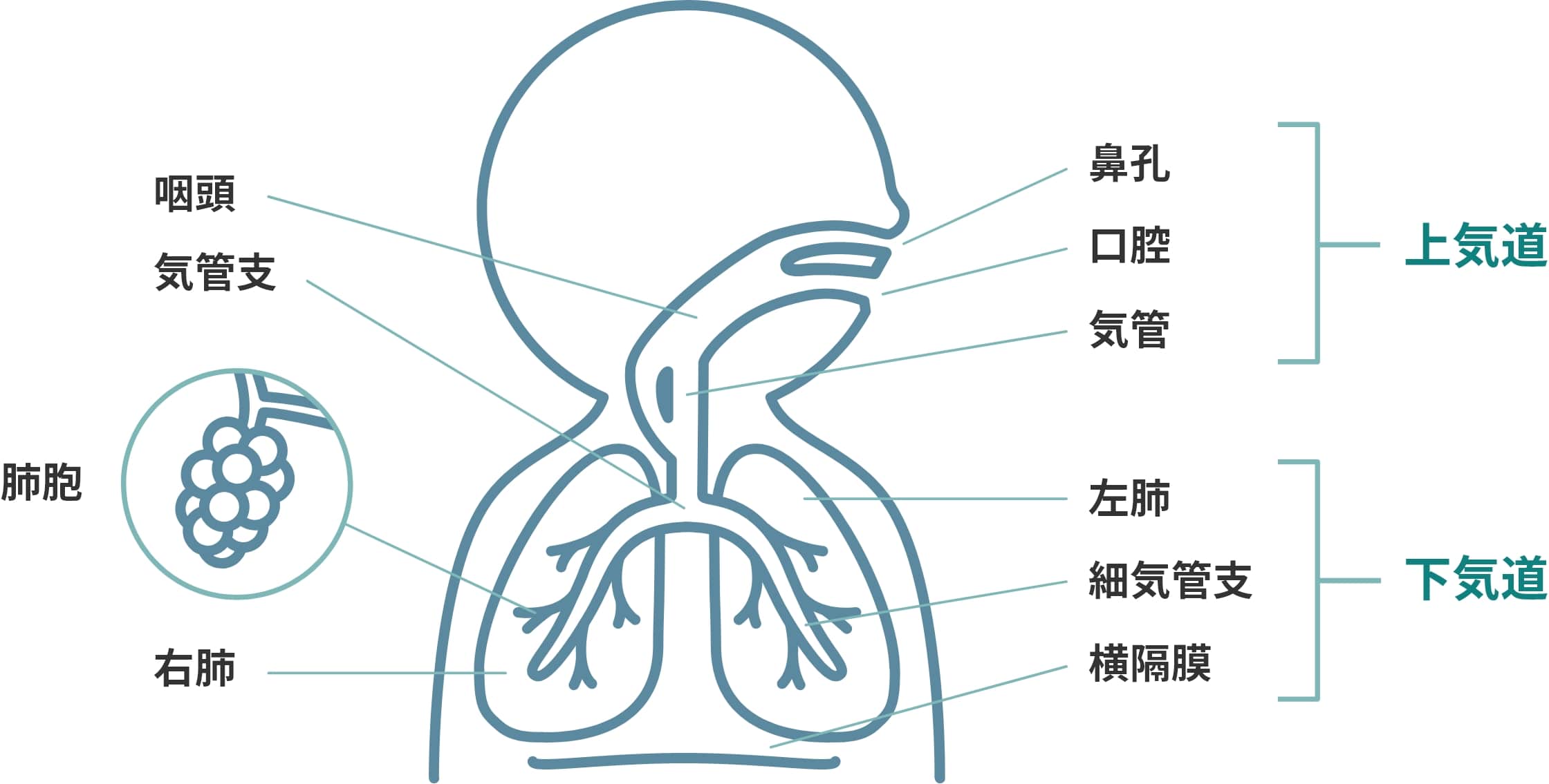 呼吸器のしくみとRSウイルス感染症の症状